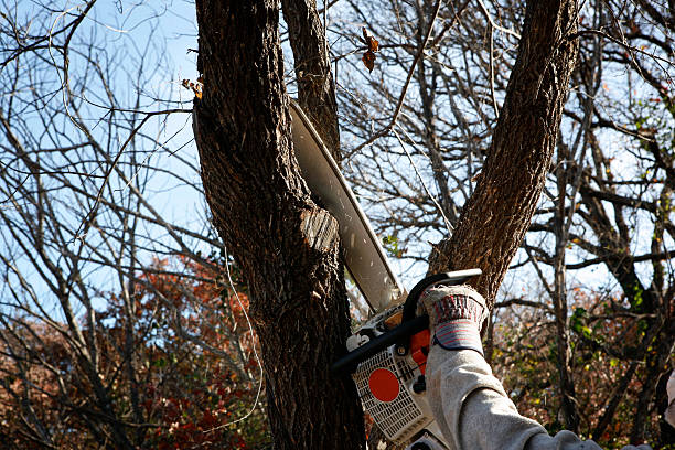 Best Tree and Shrub Care  in Greencastle, PA