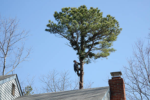 Best Hedge Trimming  in Greencastle, PA