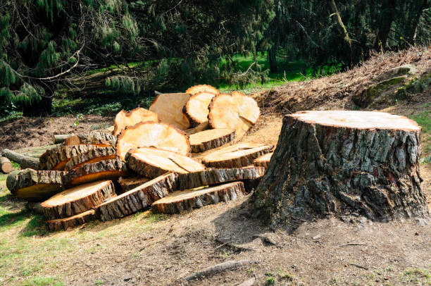 Best Storm Damage Tree Cleanup  in Greencastle, PA